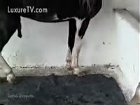[ Beastiality Porn XXX ] slut encourages horse let her engulf
